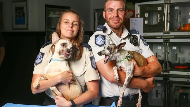 RSPCA Metro Inspectors Samantha Robinson with rescued French Bulldog 'Pizza' and Jared King with rescued Italian Greyhound 'Jessica' that were seized from Storybook Farm in North Brisbane. Picture: NIGEL HALLETT