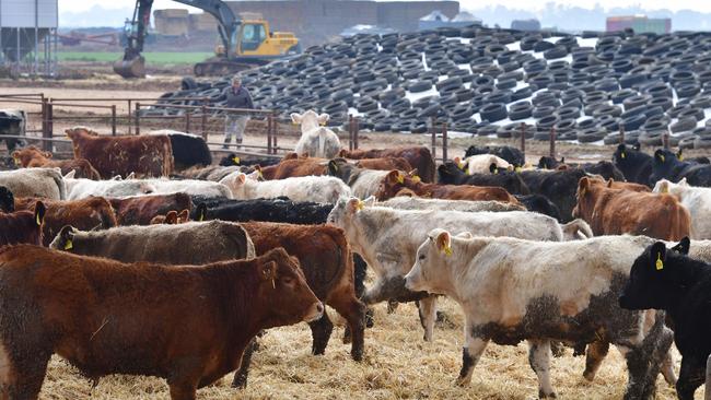 At the end of March, 1.497 million cattle were on feed, the highest national number ever. Picture: Zoe Phillips