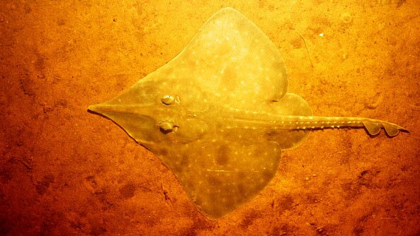 Maugean skate, an endangered species photographed in Macquarie Harbour.