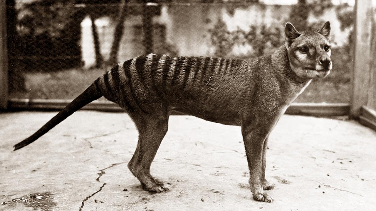 Bob Brown: Thylacine gone and shouldn’t be brought back | The Australian