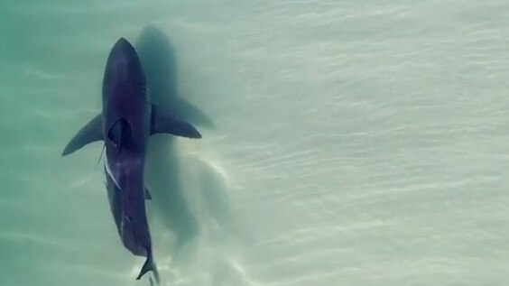 A Shark spotted in northern New South Wales on Monday, less than a week after a fatal shark attack on the Gold Coast. Picture: supplied