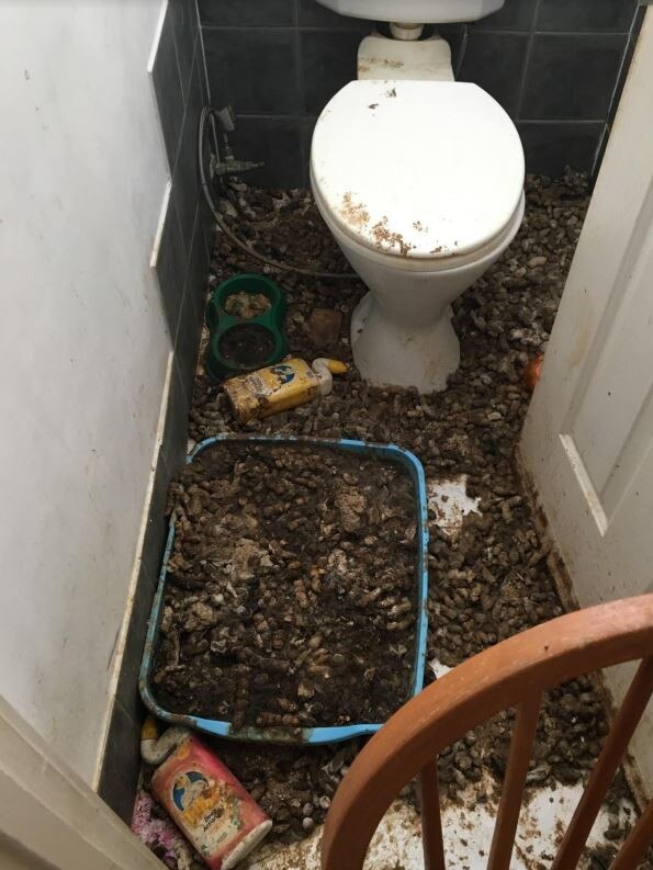 Cats were found living in their own faeces at two different Ipswich homes.