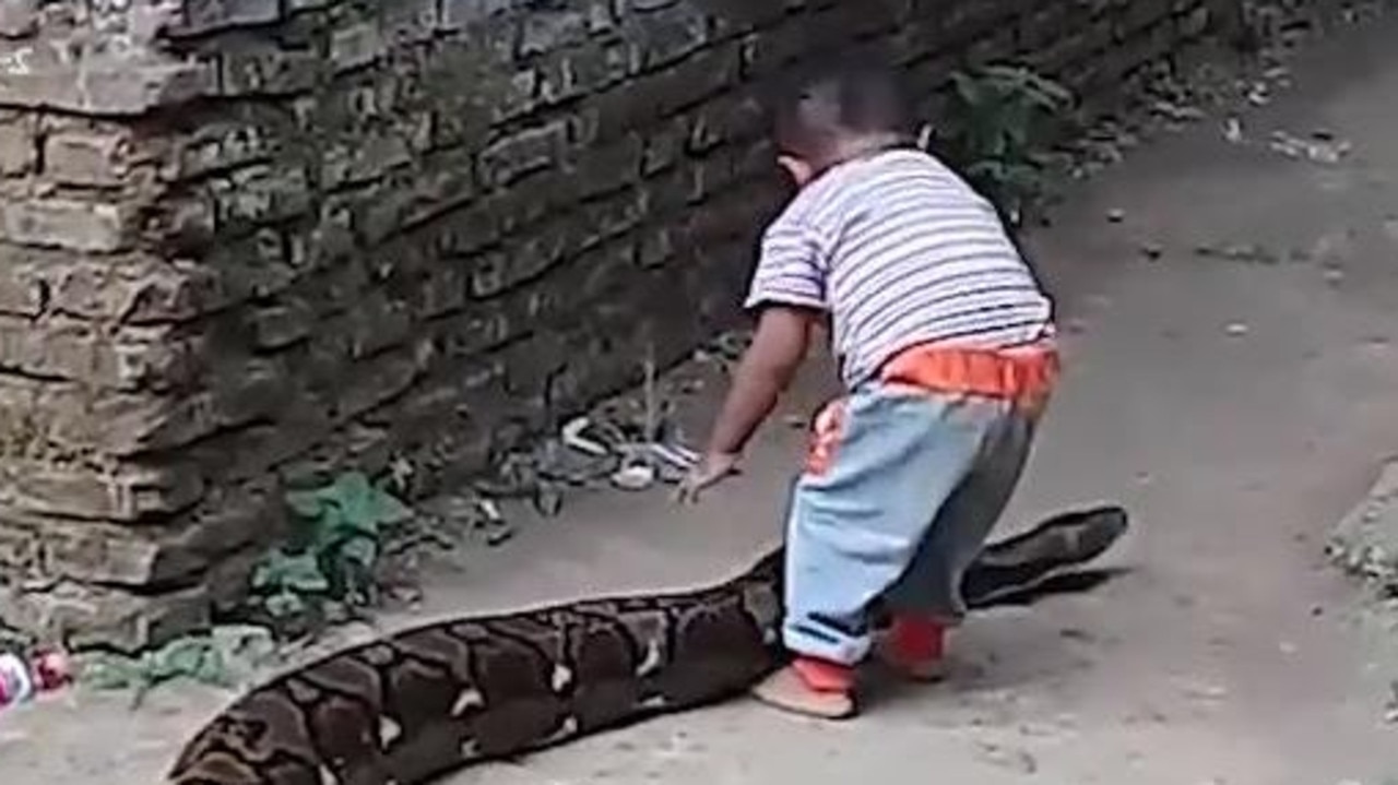 Two-year-old boy plays with giant snake in viral video