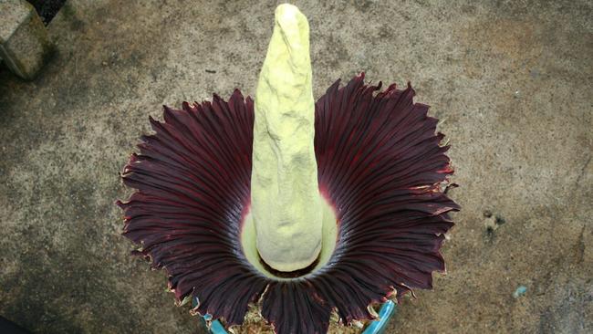 The deep red of the spathe mimics meat, tricking the insects into thinking they are landing on flesh. Picture: Supplied/ Royal Botanic Gardens