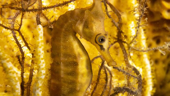 Threatened Species: Winner (detail): ‘Golden Seahorse’ by Pete McGee, New South Wales