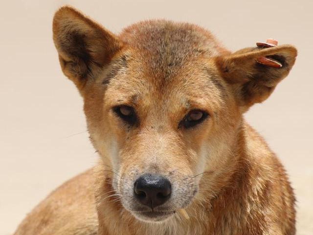 A Fraser island dingo which is off limits for feeding.