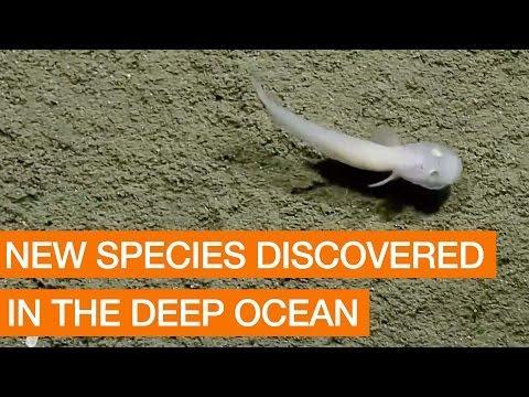 US:    New Fish Species Discovered in Deep Ocean  Package    Various