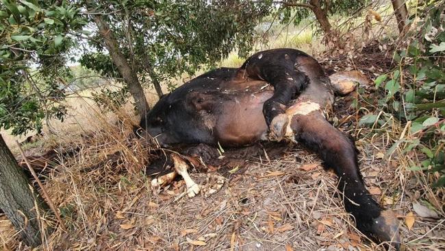 Dead cow found at Mt Duneed in March 2020