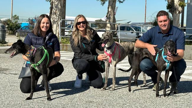 The Greyhounds As Pets team in Los Angeles on Australia Day