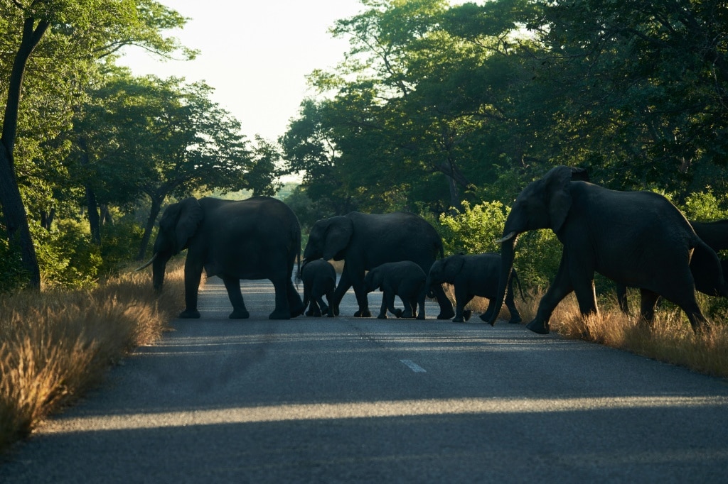 Zimbabwe is home to the second-biggest elephant population in the world