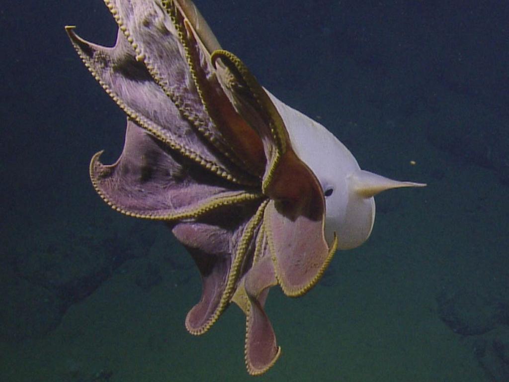 Scientists find Dumbo Octopus off California: Photos | news.com.au ...