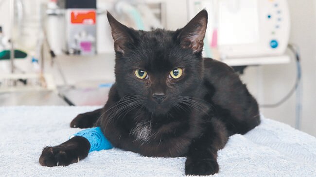 Bilbo was left at a pet shop hogtied and wrapped in a plastic bag. Picture: Paul Loughnan