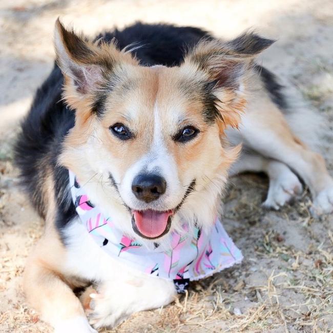 MAX: The corgi x mini Aussie shepard was the only one in the litter born without a tail. He is Instagram famous with more than 50,000 followers @Mr.Fetching_