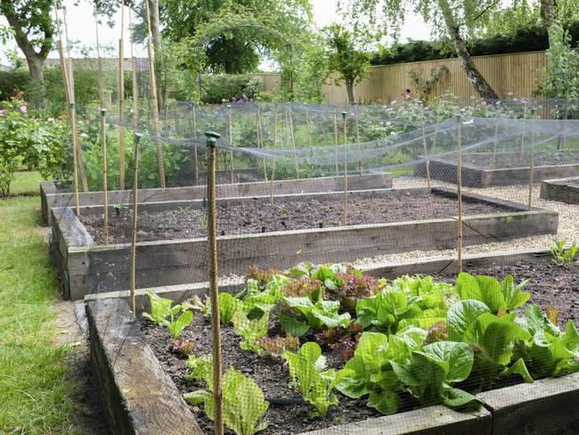 Raised beds are ideal for cropping plants