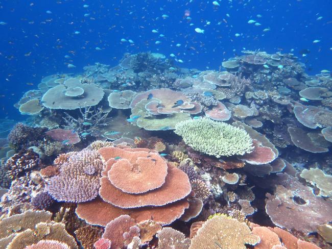 Coral coverage in the central part of the Great Barrier Reef hit a peak in 2016, but is now at just over 60 per cent of those levels..