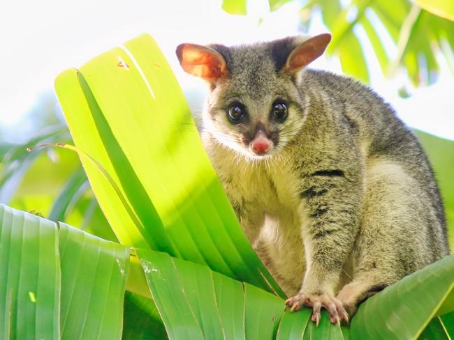 A portrait of a cute fluffy common brushtail possum on banana tree, Brisbane, Australia.