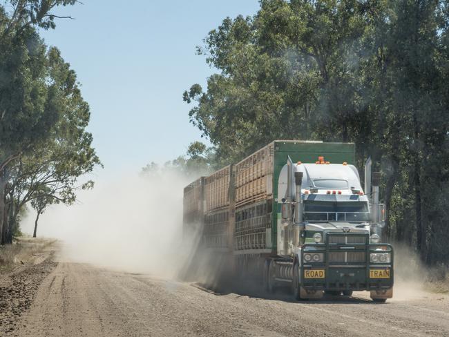 A road train carrying cattle. Photo: File