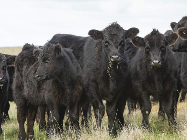 FOCUS: Glenthompson PastoralGlenthompson Pastoral, multi-generational farming enterprise spanning horticulture, beef production, lamb and wool.PICTURED: Angus cattle. PICTURE: ZOE PHILLIPS