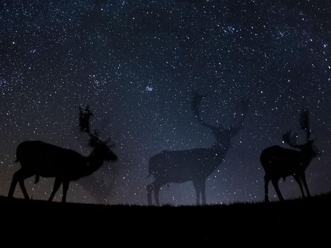 Nature - Third Prize, Stories Picture: Bence Máté Title: Now You See Me Fallow deer walk in the silence of the night. Story: These photos combine a well-known natural phenomenon: the starry sky and portraits of wild animals not visible to the naked eye. The series needed very accurate planning, research and preparation as the photos were made with remote control, and no modification was possible while capturing the photos.