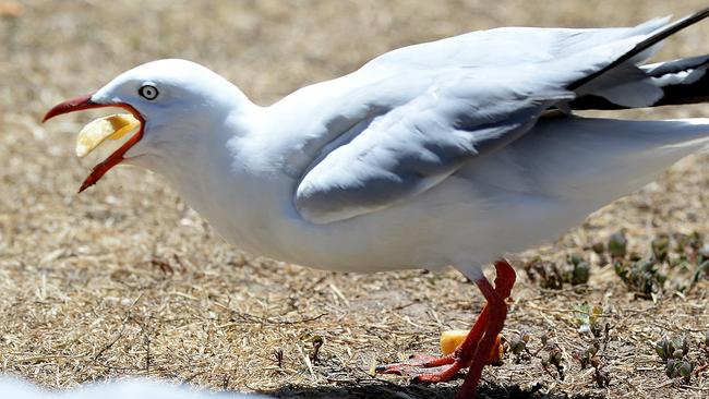 This seagull is not the accused in the chip stealing case. Picture: Peter Lorimer