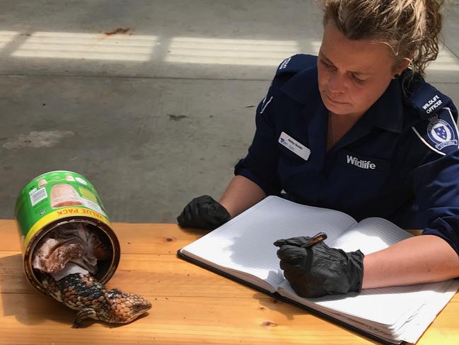 DELWP officer and Goldfields Shingleback Lizard found in 1.5 kg Milo tin