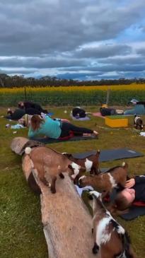 Aussie breeder bringing goat yoga to Victoria