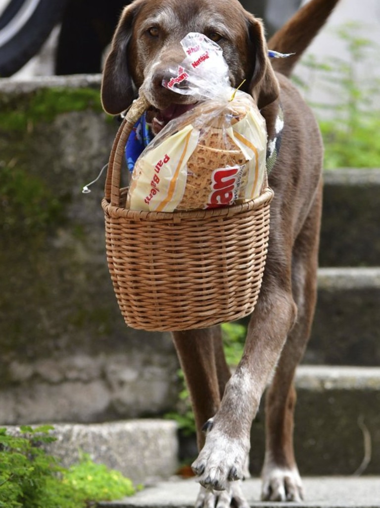 Eros carries a basket of bread from the El Porvenir mini-market as he makes a delivery on his own in Medellin, Colombia, Tuesday, July 7, 2020. The eight-year-old chocolate Labrador remembers the names of customers who have previously rewarded him with treats, and with some practice, he has learned to go to their houses on his own. “He helps us to maintain social distancing,” said Eros’ owner Maria Natividad Botero, amid the COVID-19 pandemic. (AP Photo/Luis Benavides)