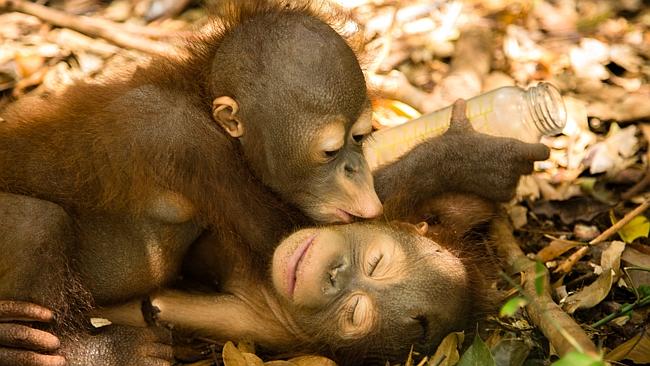 Rescued from the wild ... Baby orangutans Rocky and Rickina share a tender moment together at the International Animal Rescue...