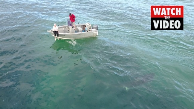 Great White Shark circles tiny boat