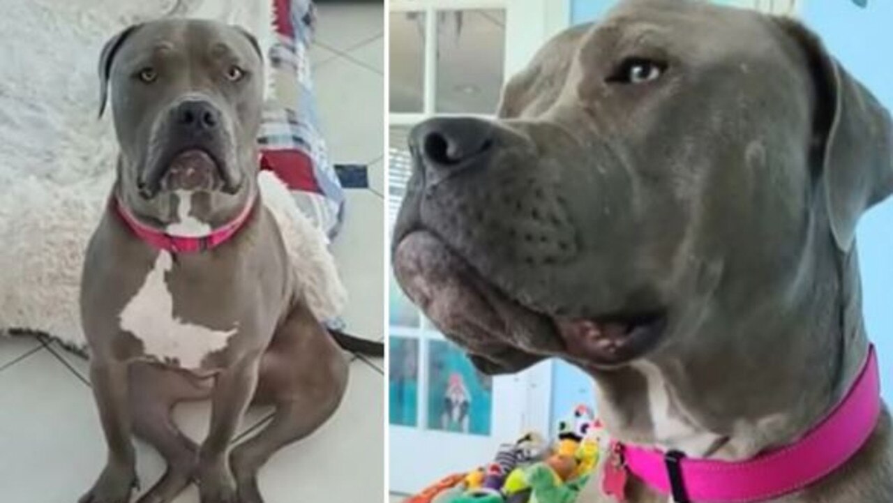 Gladys was euthanized after the attack. Picture: Facebook/Abandoned Dogs of Ever