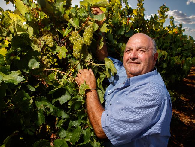 JACK PAPAGEORGIEOU - Grape grower in Cooltong, Renmark, South Australia. . Jack's business is suffering due to the Chinese ban on Australian wine. Picture Matt Turner.