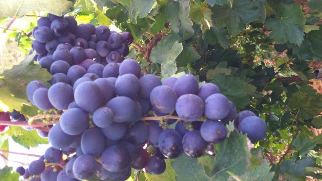 Australian made: Table grapes have had a record year for volume and value exports.