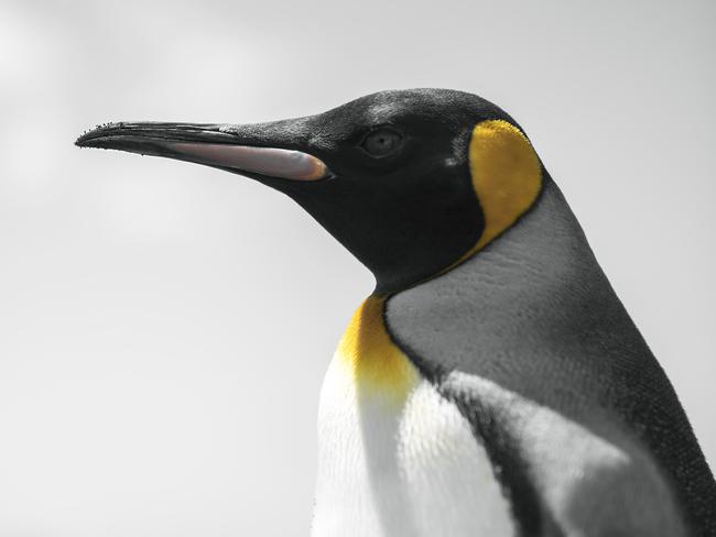 A partnership with tech firm Lenovo scored him a trip to the remote Macquarie Island. Picture: Matt Draper