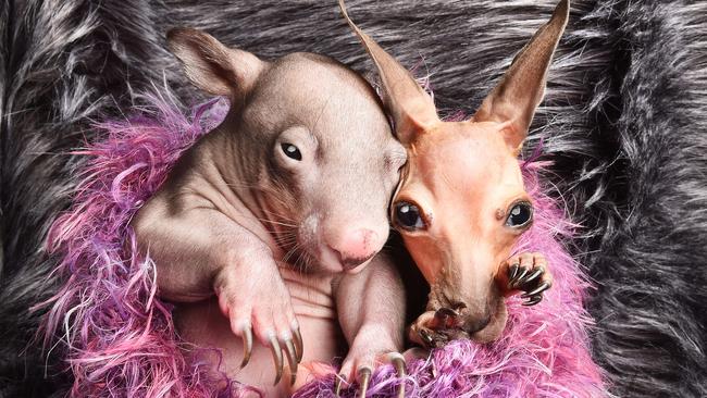 A young wombat and kangaroo are being cared for in a caravan by Lisa Milligan. Picture: Rob Leeson