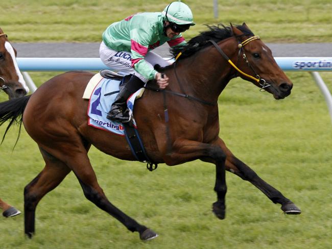 Light It Up looks a strong chance in the first leg of the quaddie. Picture: Atkins Photography