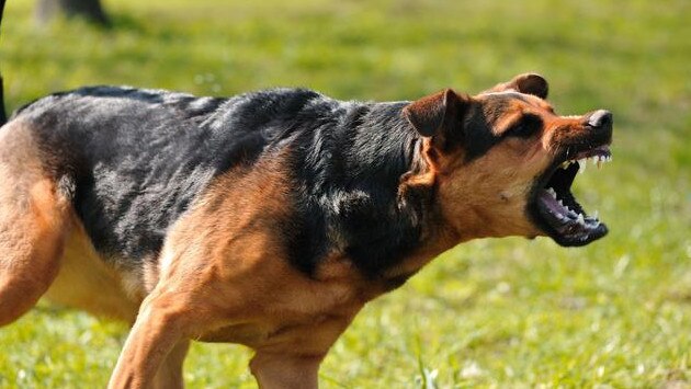 There have been several dog attacks across the Sunshine Coast in recent months.