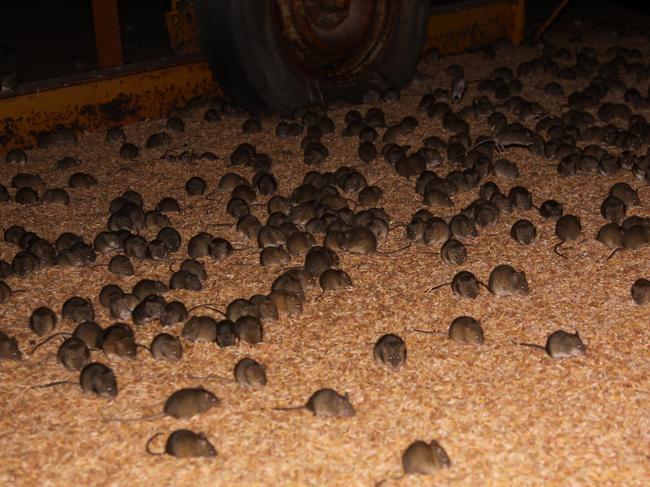 Mouse plague - mice under silo at the Penong farm of Bill Oats, west of Ceduna.
