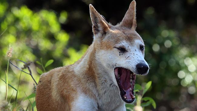 Dingo Attack, Fraser Island. Pic Glenn Barnes.