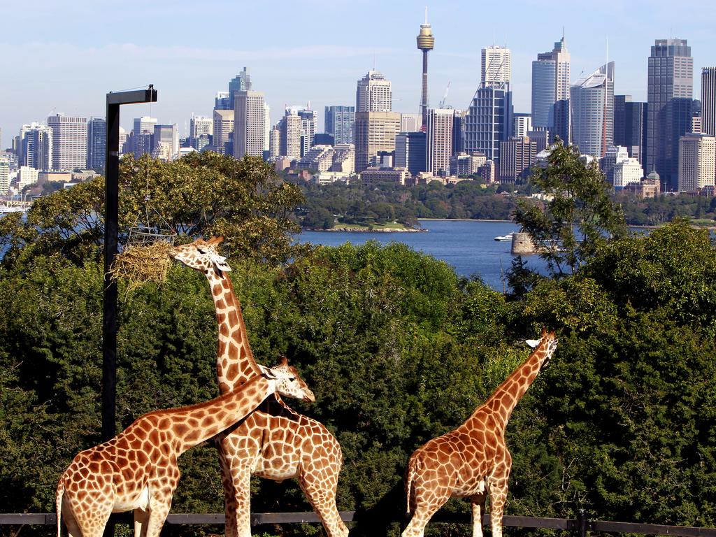 Sydney holiday: Bondi to Manly 80km set to be world’s best walking path ...