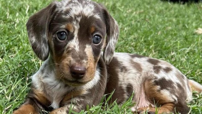 Ipswich Cutest Dog Competition 2022: Ellen Petersen's dog #1.