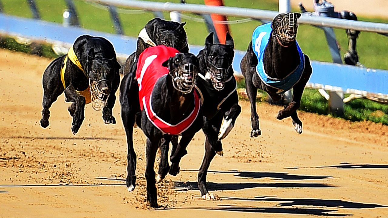 There are 10 races on the program at tonight’s Rockhampton greyhound meeting. Picture: Alix Sweeney