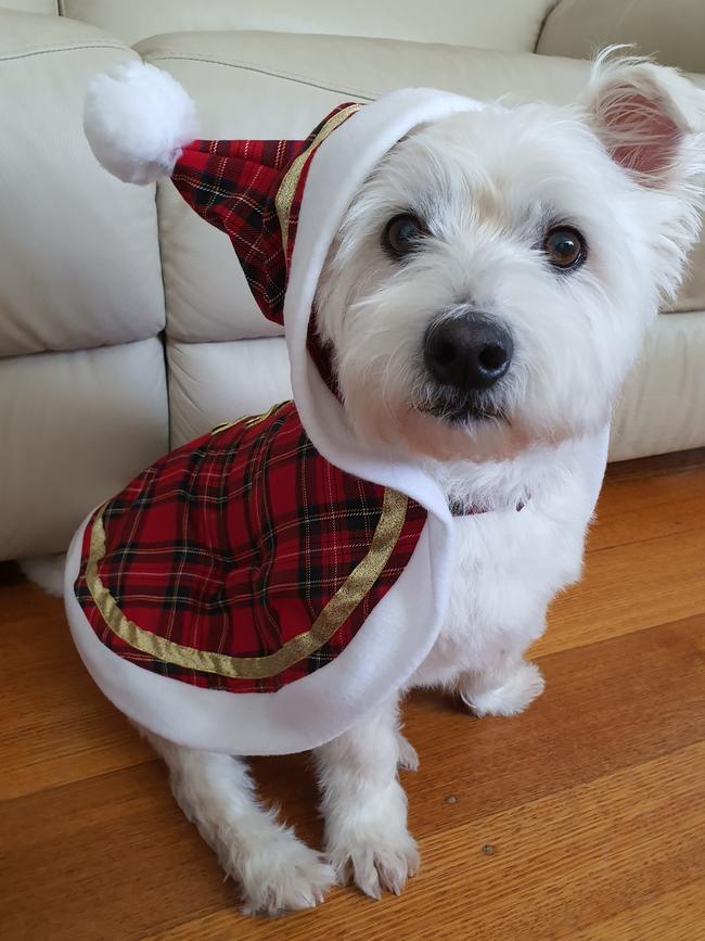 Sparkle getting ready for the Christmas festivities in Mulgrave. Picture: Miriam