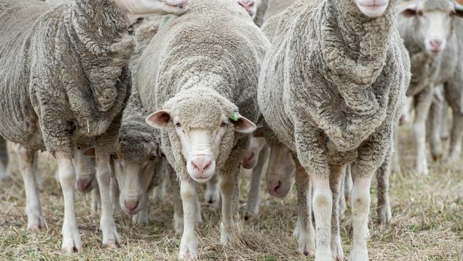 Wool producers are making decisions to stop running sheep or to decrease numbers. Picture: Zoe Phillips