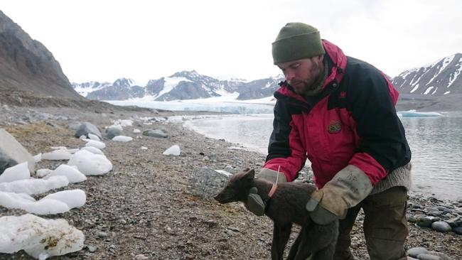 A polar fox is fitted with a satellite tracking collar in Krossfjorden, Svalbard, a Norwegian Arctic archipelago, on July 29, 2017, as part of research conducted by the Norwegian Polar Institute.  Norwegian researchers said Tuesday July 2, 2019, that this young female arctic fox, shown in this photo, has been tracked walking from northern Norway to Canadaâ€™s far north, a distance of 4,415 kilometers (2,737 miles), via Greenland in 76 days. (Elise Stroemseng/Norwegian Polar Institute via AP)