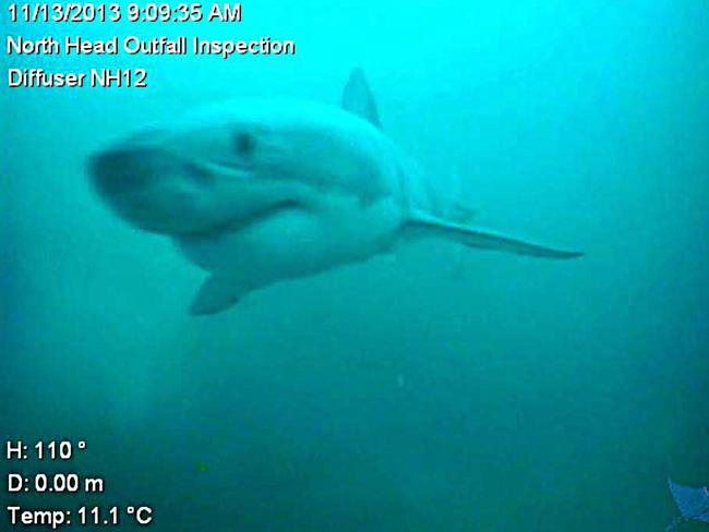 Screenshot supplied by Sydney Water of a three-metre great white shark captured by a remote-controlled submarine camera at Sydney Water’s deep ocean outfall diffuser about 3km off North Head.