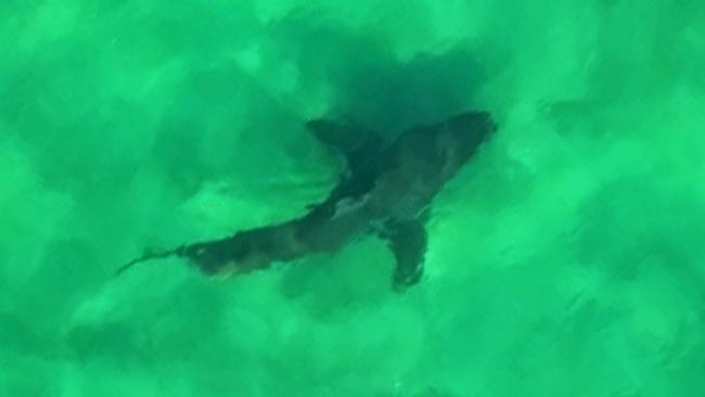 Shark spotted off Byron Bay