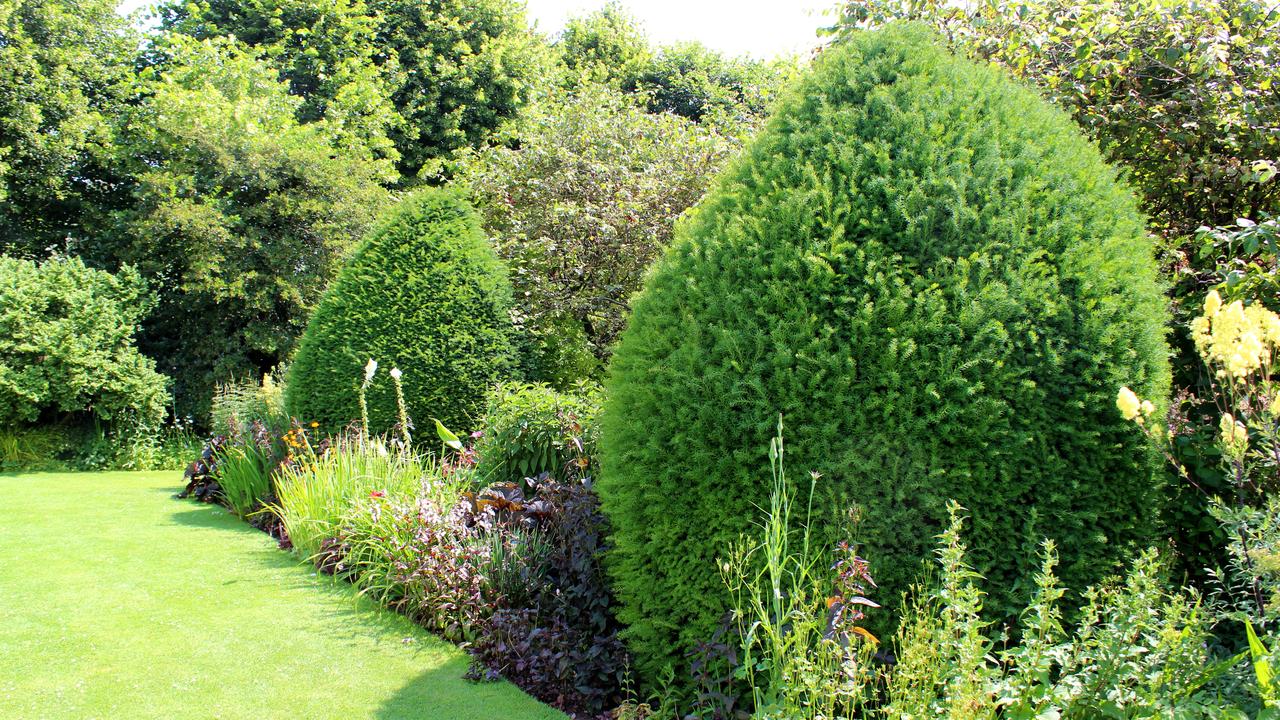 Gardens: Have the hedge on your neighbours | Daily Telegraph