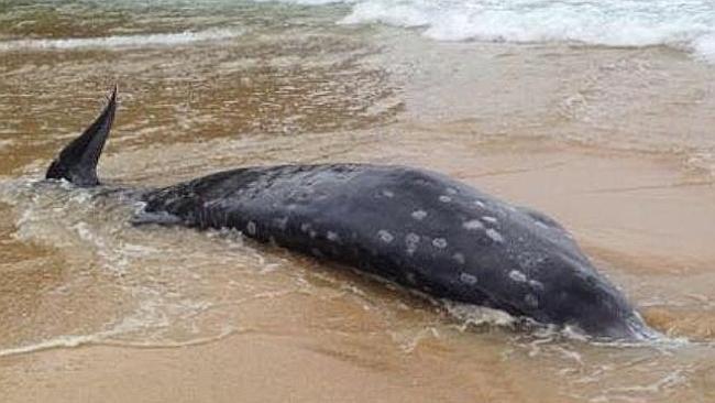 Rare beaked whale washes up on beach