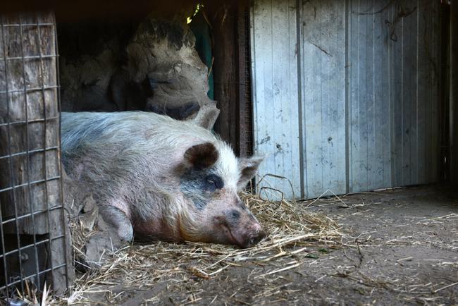 Polly the pig is resting in her pen at Djanbung Gardens after a vicious attack early Wednesday morning. Picture: Cathy Adams