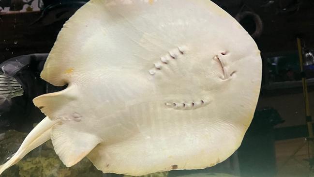 A stingray named Charlotte, who lives in an aquarium in America and hasn’t seen a male in several years, has fallen pregnant. Picture: AFP